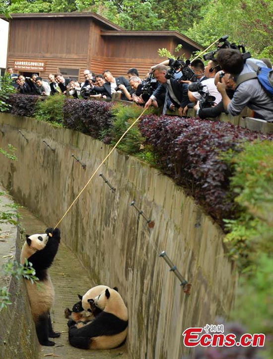 Chengdu : le Premier ministre danois à la rencontre des pandas