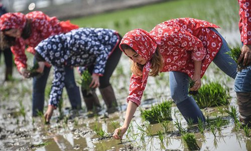 Riziculture : une expérience inédite pour une étudiante étrangère