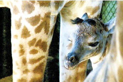 De la musique africaine pour apaiser une girafe