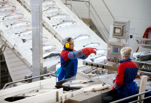 Exportation de fruits de mer : la Norvège lorgne vers la Chine