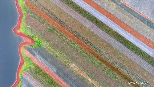 Ananas : des champs colorés dans le sud de la Chine