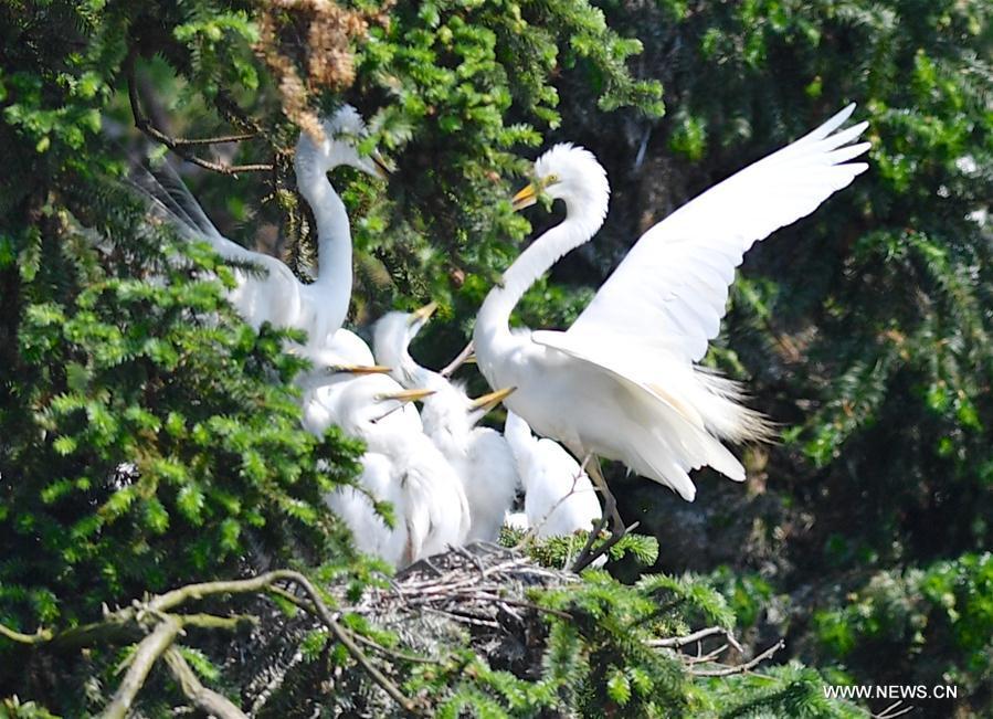 Nanchang et la saison des amours des aigrettes