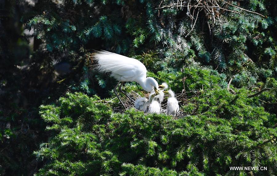 Nanchang et la saison des amours des aigrettes