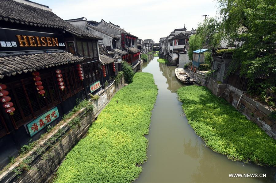 Rivière de Xitang : des algues douces pour purifier l'eau