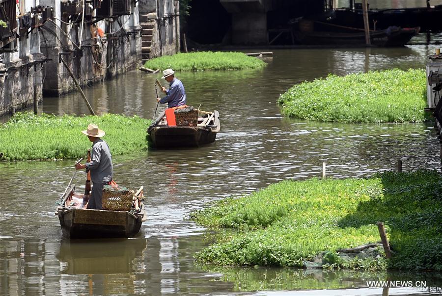 Rivière de Xitang : des algues douces pour purifier l'eau