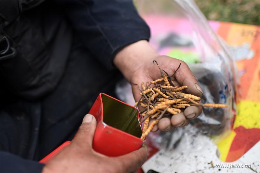 C’est la saison pour la cueillette des champignons chenilles