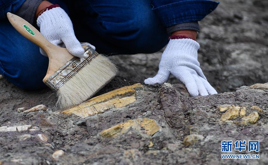 Fossiles de dinosaure : des fouilles continues dans le Jilin