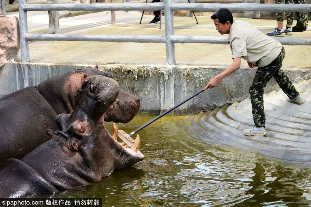 Un zoo de Qingdao aux petits soins avec les hippopotames 