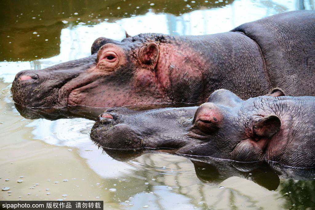 Un zoo de Qingdao aux petits soins avec les hippopotames 