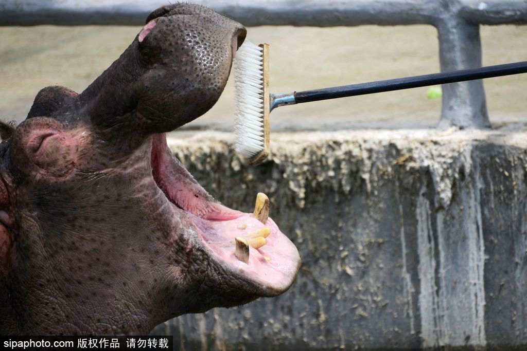 Un zoo de Qingdao aux petits soins avec les hippopotames 