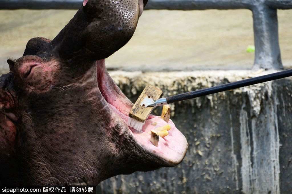 Un zoo de Qingdao aux petits soins avec les hippopotames 