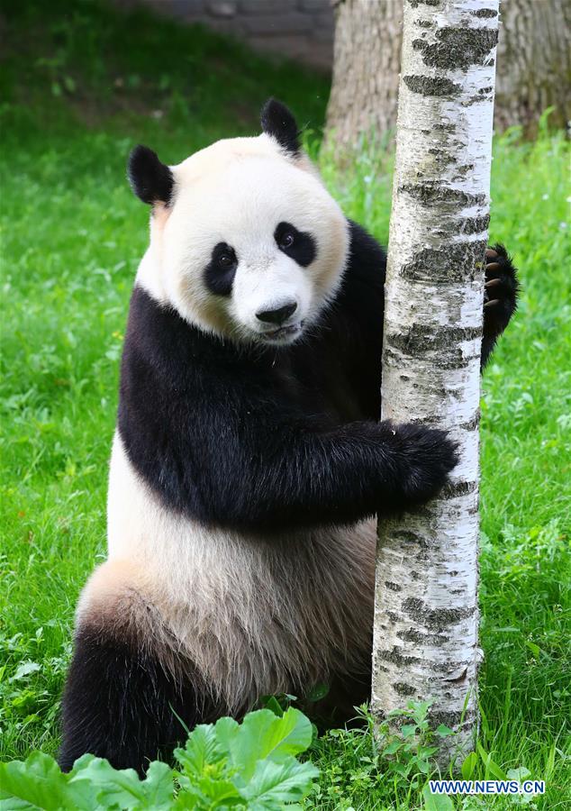 Débuts enchanteurs pour deux pandas géants dans un zoo néerlandais