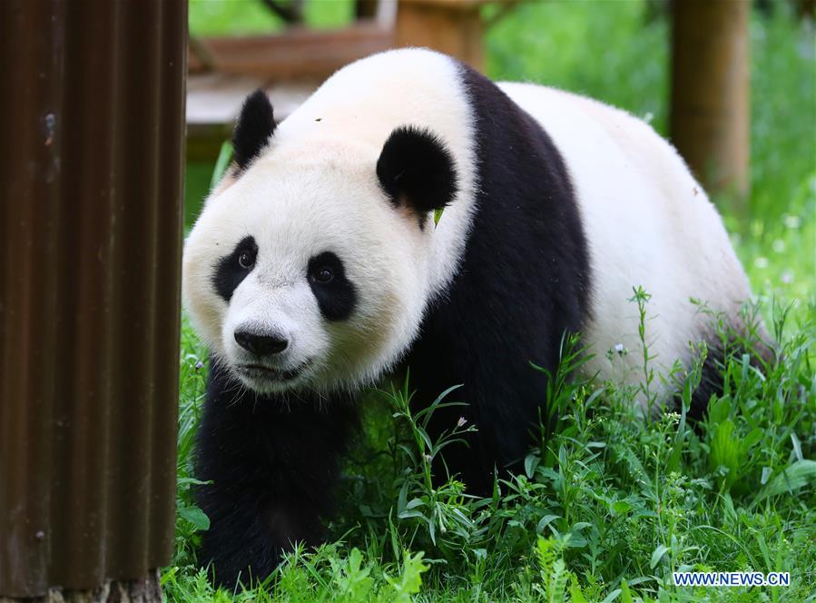 Débuts enchanteurs pour deux pandas géants dans un zoo néerlandais