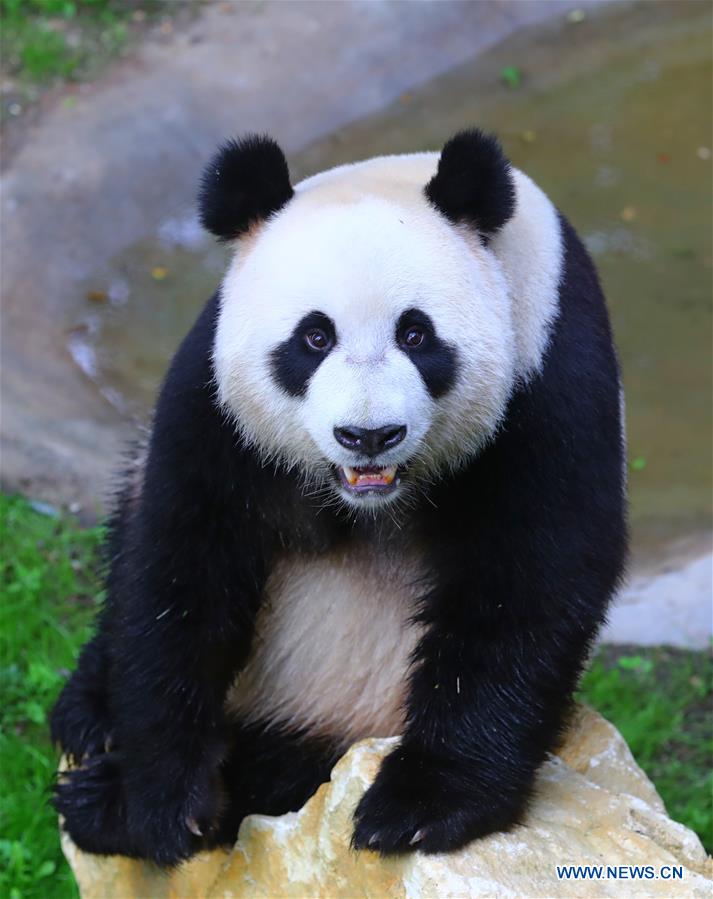 Débuts enchanteurs pour deux pandas géants dans un zoo néerlandais