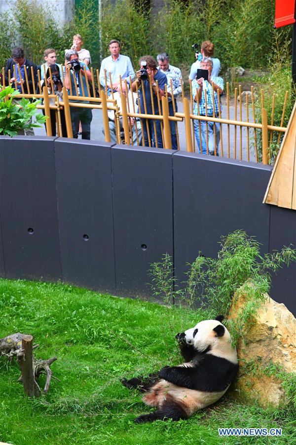 Débuts enchanteurs pour deux pandas géants dans un zoo néerlandais