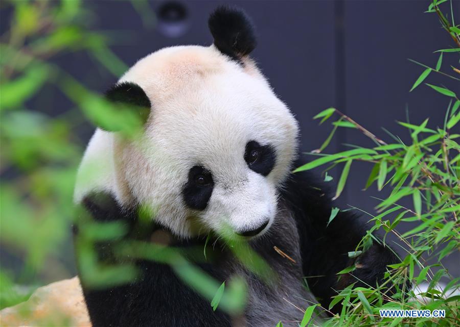 Débuts enchanteurs pour deux pandas géants dans un zoo néerlandais