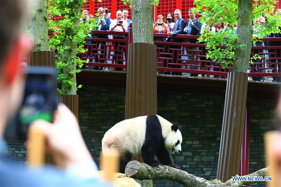 Débuts enchanteurs pour deux pandas géants dans un zoo néerlandais