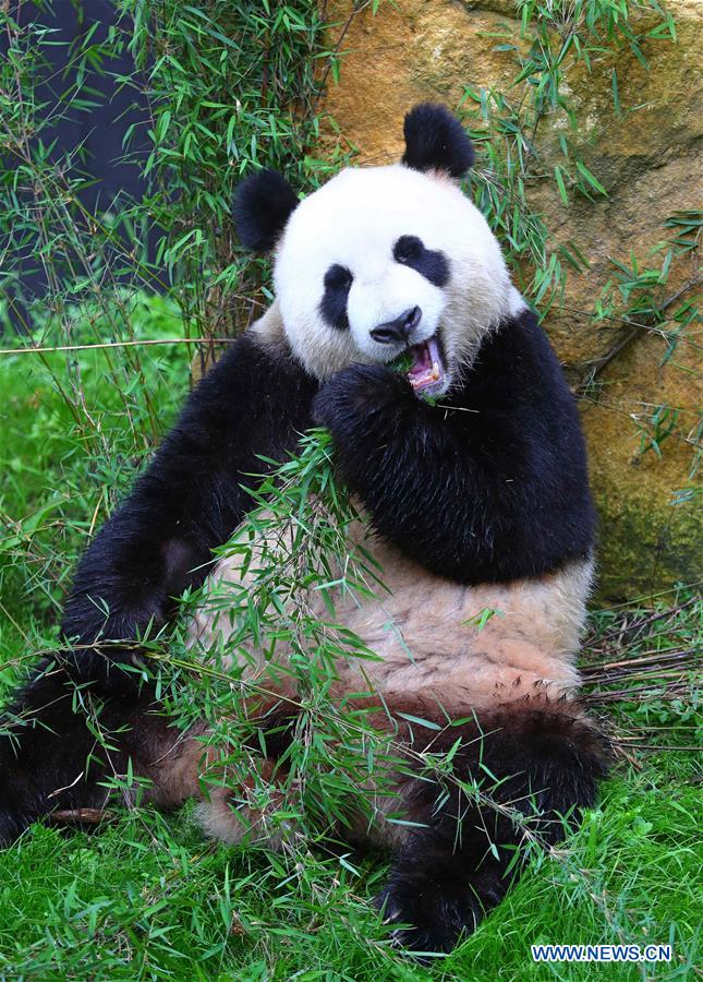 Débuts enchanteurs pour deux pandas géants dans un zoo néerlandais