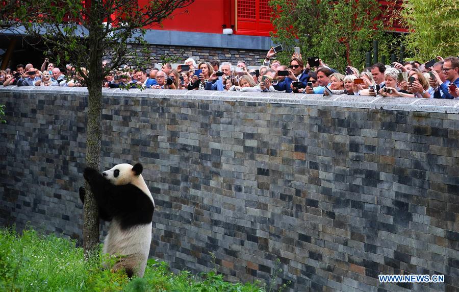 Débuts enchanteurs pour deux pandas géants dans un zoo néerlandais