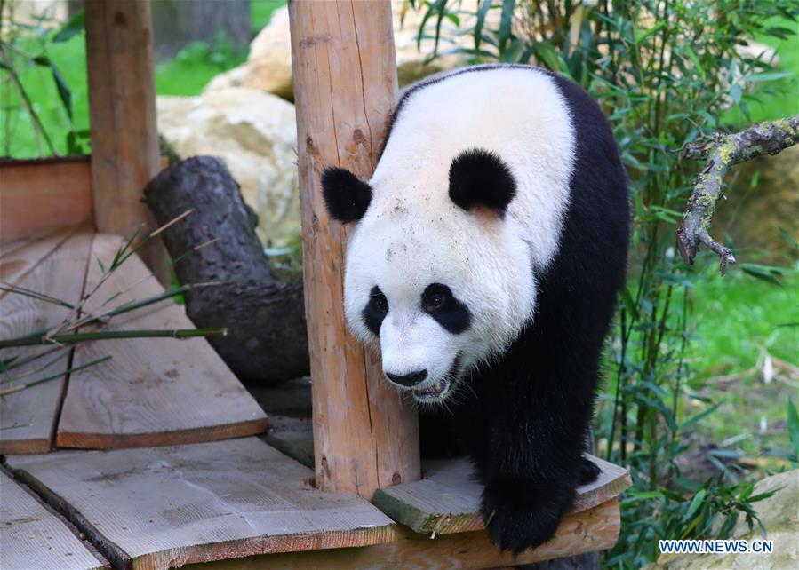 Débuts enchanteurs pour deux pandas géants dans un zoo néerlandais