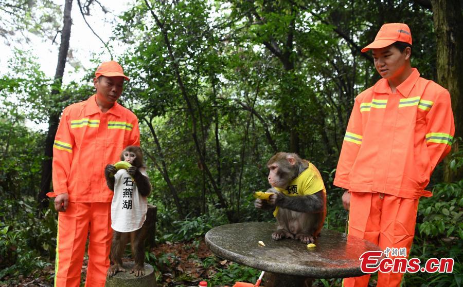 Quand les singes aident à garder un environnement propre