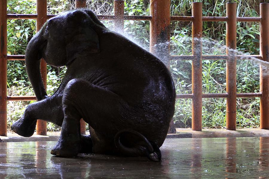 Quand un éléphanteau découvre la vie sauvage