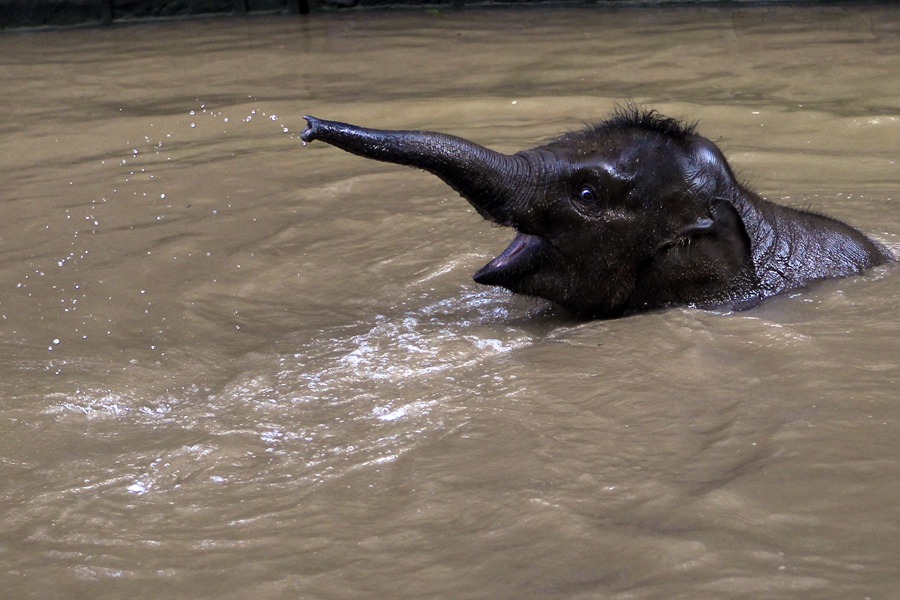 Quand un éléphanteau découvre la vie sauvage