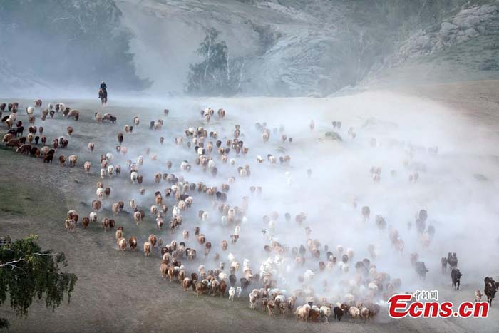 Transhumance estivale dans le Xinjiang