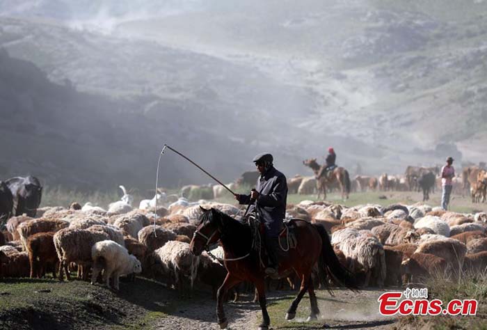 Transhumance estivale dans le Xinjiang