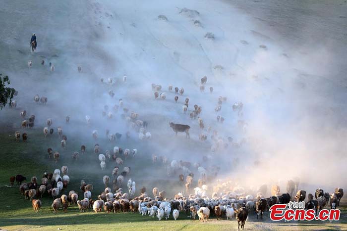 Transhumance estivale dans le Xinjiang