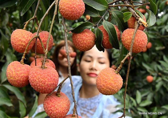 Récolte de litchis dans le Guangxi