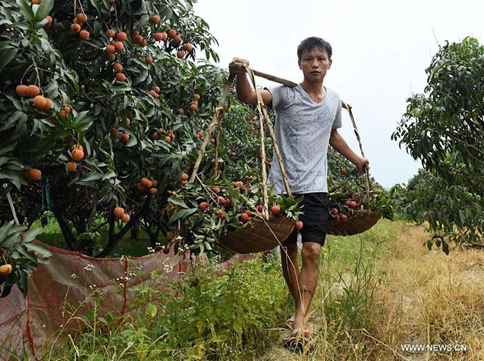 Récolte de litchis dans le Guangxi