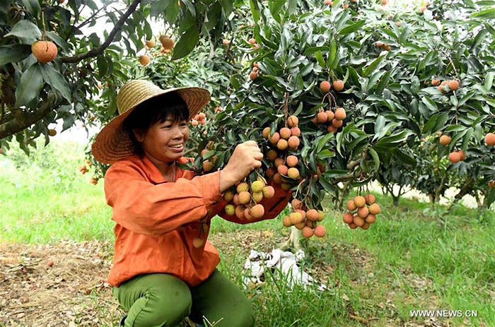 Récolte de litchis dans le Guangxi