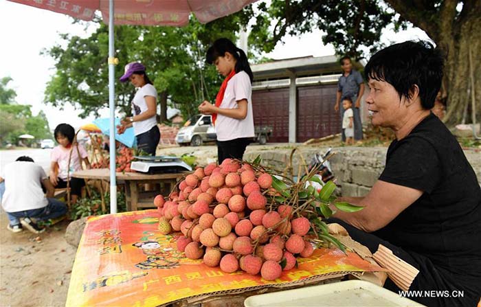 Récolte de litchis dans le Guangxi