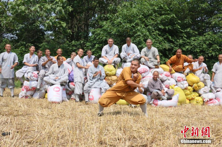 Saison des récoltes pour les moines de Shaolin 