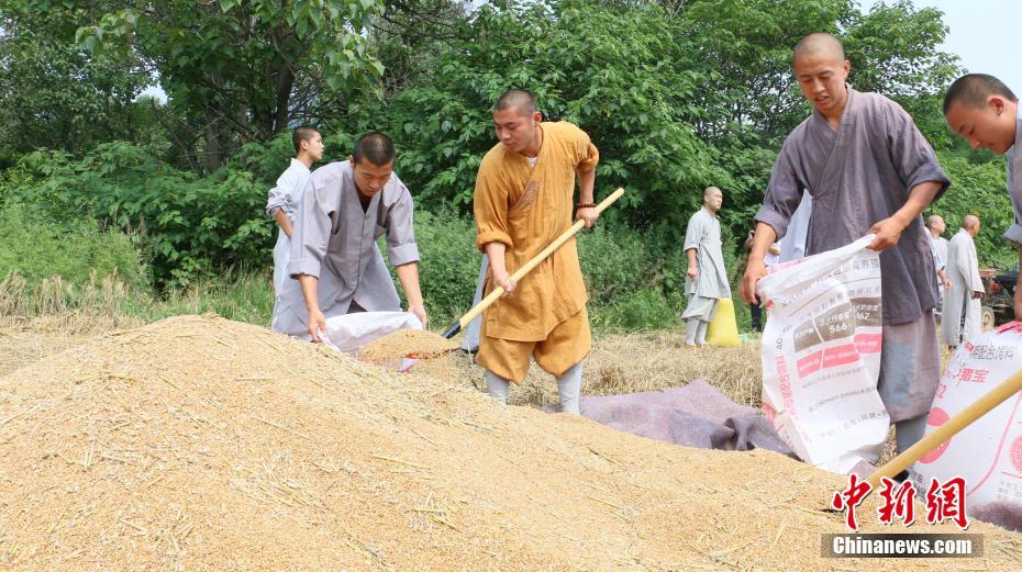 Saison des récoltes pour les moines de Shaolin 