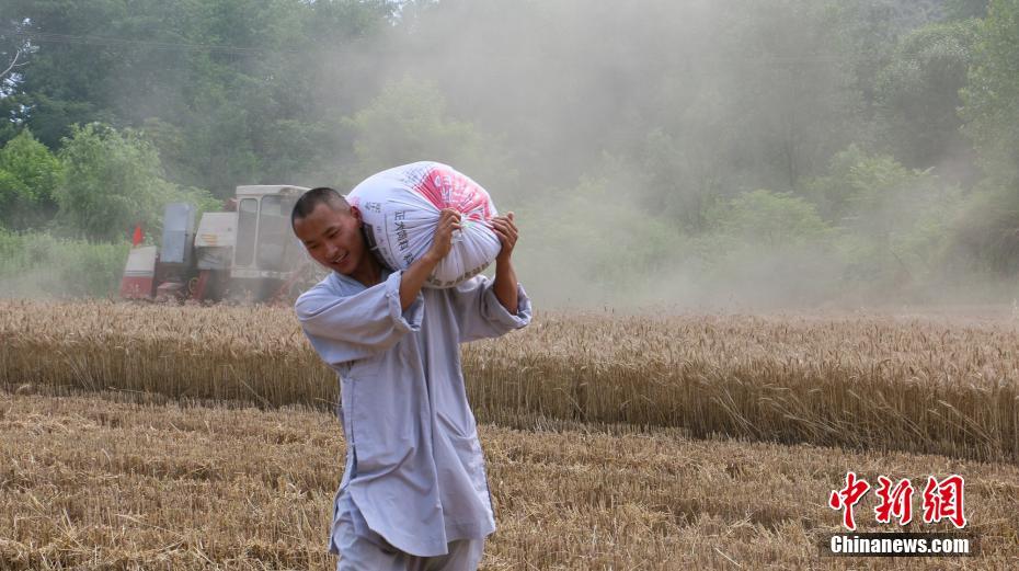 Saison des récoltes pour les moines de Shaolin 