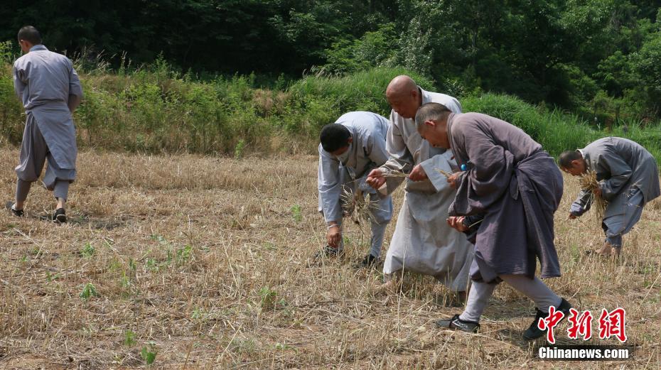 Saison des récoltes pour les moines de Shaolin 