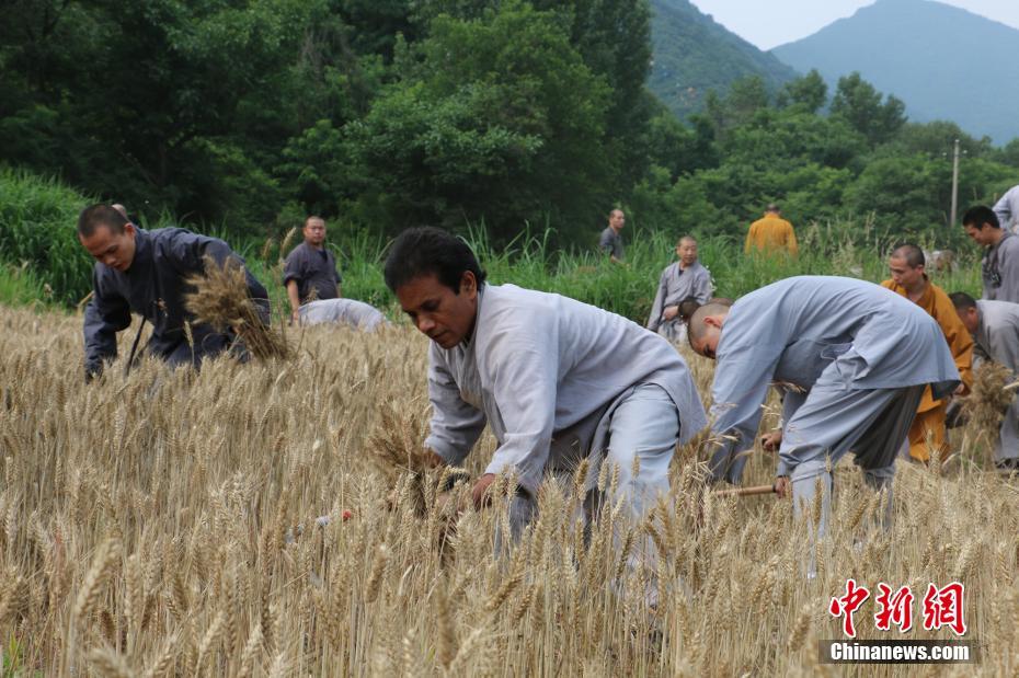 Saison des récoltes pour les moines de Shaolin 