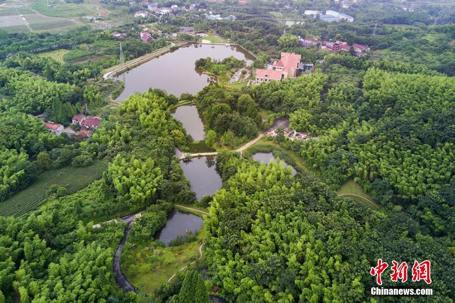 Liyang : sa forêt de bambous et ses maisons dans les arbres