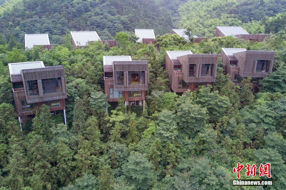 Liyang : sa forêt de bambous et ses maisons dans les arbres