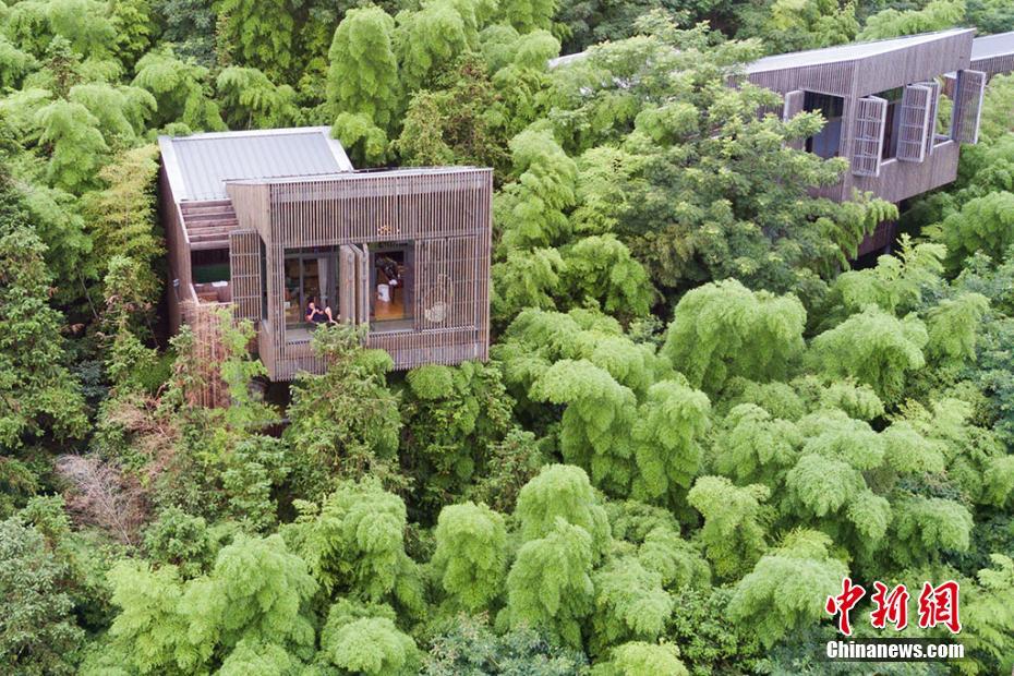 Liyang : sa forêt de bambous et ses maisons dans les arbres