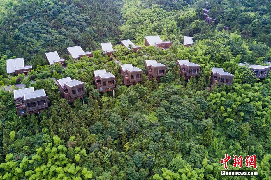 Liyang : sa forêt de bambous et ses maisons dans les arbres