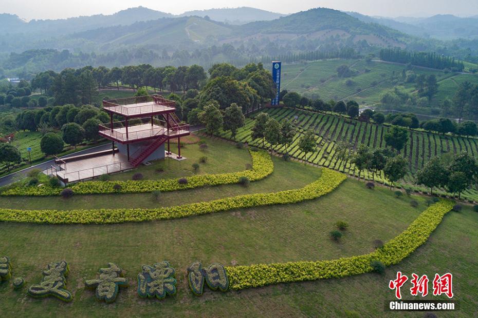 Liyang : sa forêt de bambous et ses maisons dans les arbres