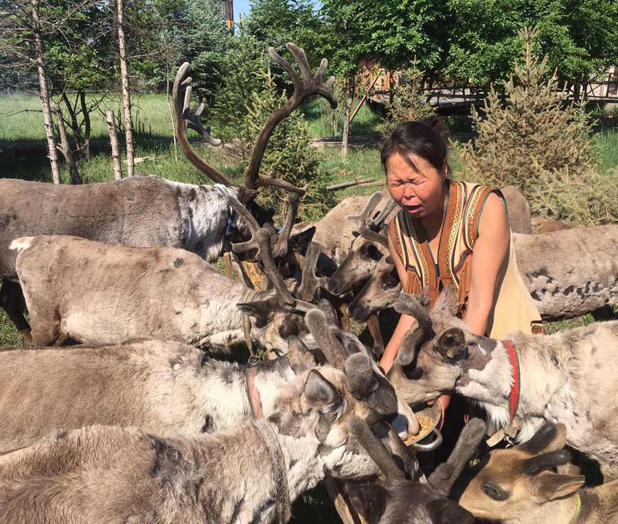 Agritourisme : élevage de caribous dans le nord de la Chine