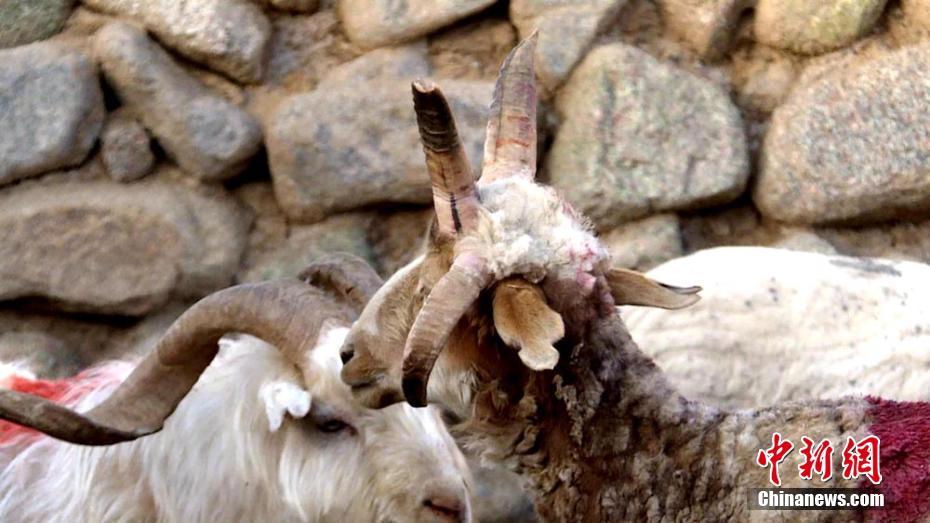 Un bélier à quatre cornes dans le Gansu 