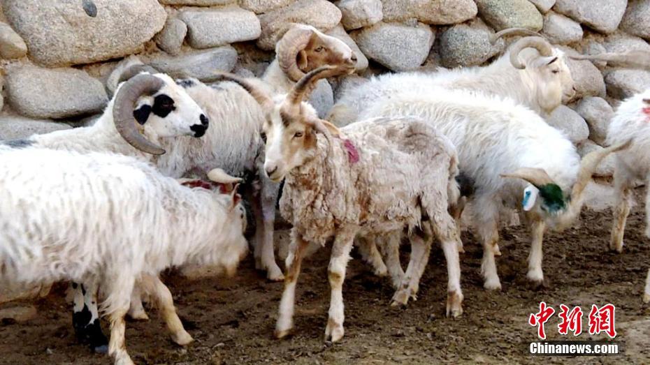 Un bélier à quatre cornes dans le Gansu 