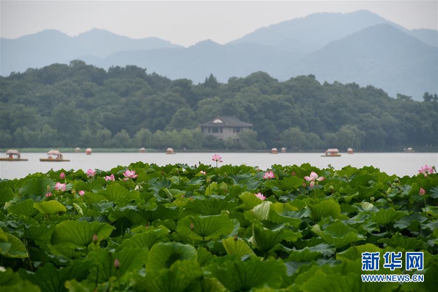 Les lotus en fleurs du Lac de l'Ouest