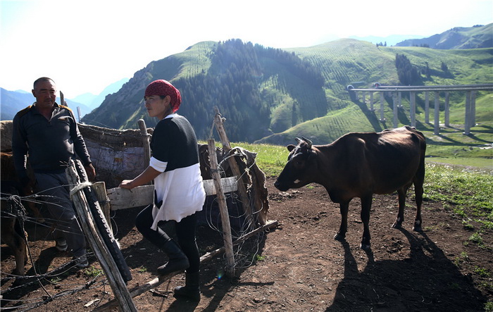 La transhumance des troupeaux dans le trafic routier