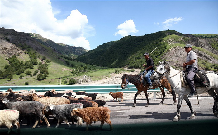 La transhumance des troupeaux dans le trafic routier